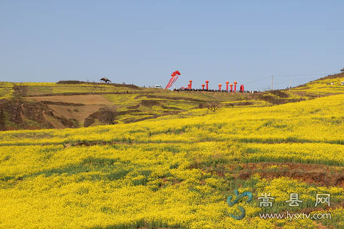 深山万亩黄花遍野盛开 嵩县大坪乡油菜花旅游节引来各地游客