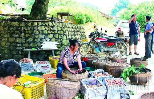 李子丰收季节，村里每天都有收购李子的果商前来购买果子。图为村民忙着分拣果子。