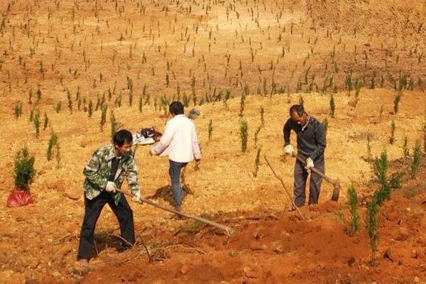 清竹村的村民们正在为被非法采挖山砂破坏的山体复垦复绿，种上耐旱的柏树。