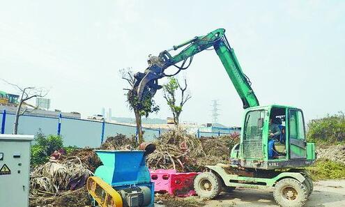 工作人员操作机械，将绿化垃圾投入破碎机