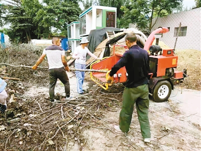 7月15日,工作人员将修剪下来的树枝进行粉碎处理