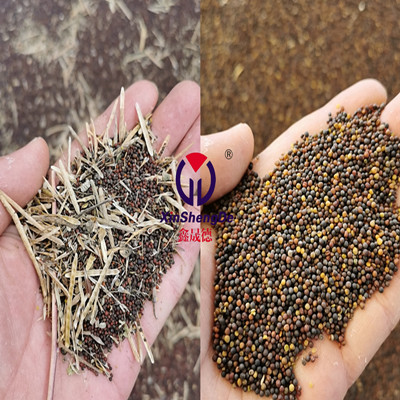 油菜籽精选前后对比_副本.jpg