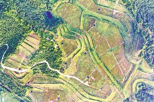 经过综合治理后,江西大余县南安镇新华村滴水龙废弃稀土矿山已复绿,呈现出勃勃生机。