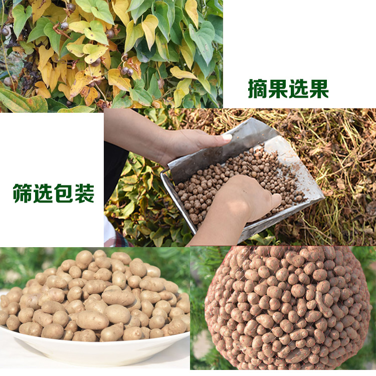 山药蛋.jpg