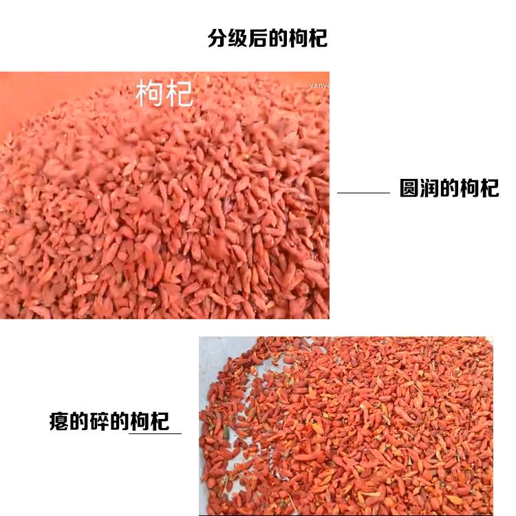 枸杞1.jpg