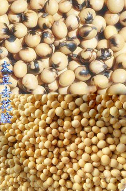 花脸大豆.jpg