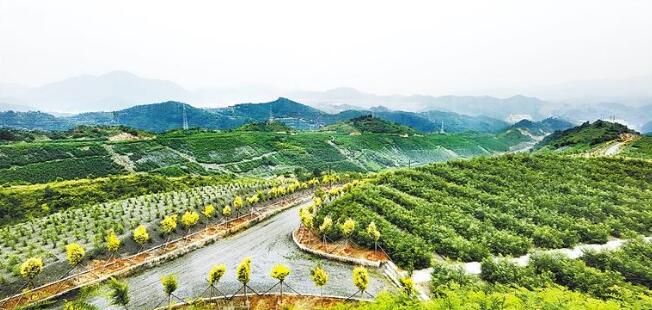 承德京城矿业集团有限公司绿化后的排土场