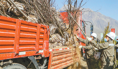 今年3月，石嘴山市参加春季义务植树的单位员工在搬运树苗。  石嘴山市委宣传部供图
