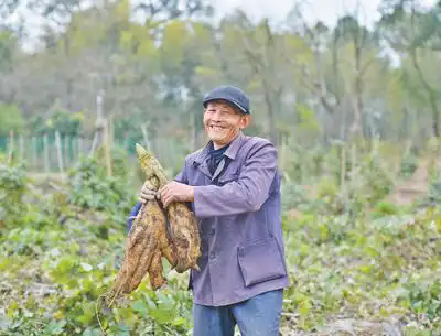 横峰县姚家乡村民在收葛