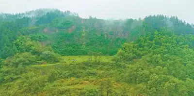 横峰县岑阳镇乌天湾采石场矿山通过种葛修复矿山,使其绿意盎然